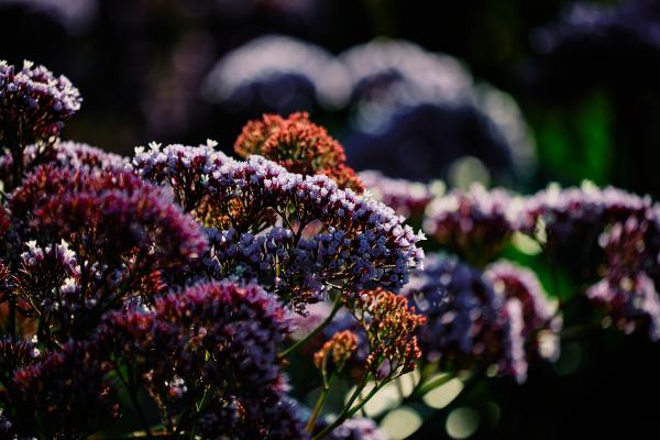 spring flowers